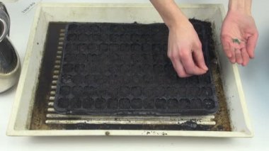 Bir plastik kapta soğan tohum Ekim