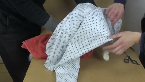 Cortando pregos de velho gato miando branco — Vídeo de Stock