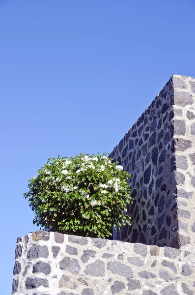 Planta decorativa aparada pela parede de pedra — Fotografia de Stock