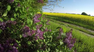 Çiçekli çalı köy yolunda 4k tarafından