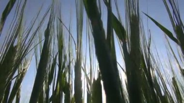 Arpa closeup parlayan güneş