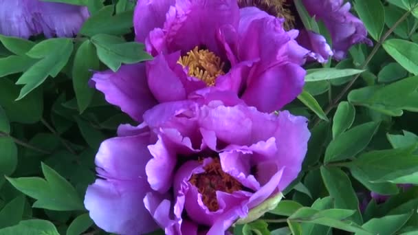 Tree peony flowering — Stock Video