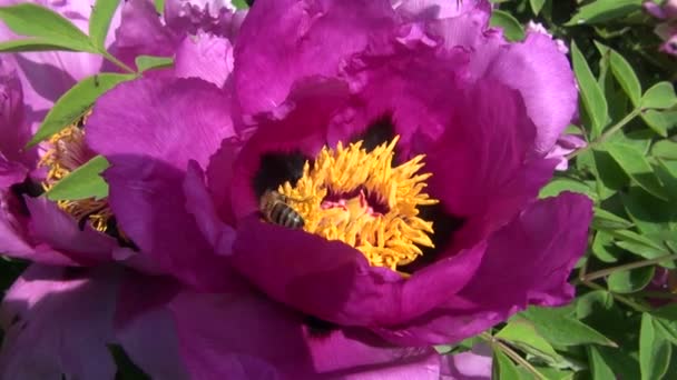 Dos abejas recogiendo polen — Vídeos de Stock