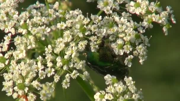 Twee kevers op bloeiende plant — Stockvideo