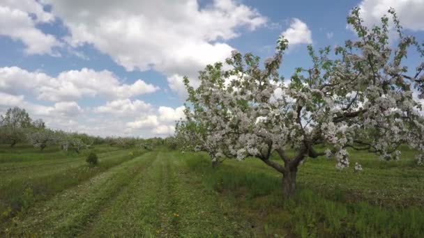 Zeitraffer im Bereich blühender Apfelbäume 4k — Stockvideo