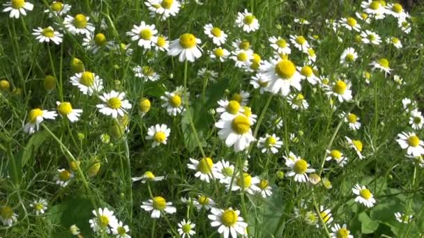 Barnschampo med kamomill blomma i trädgården — Stockvideo