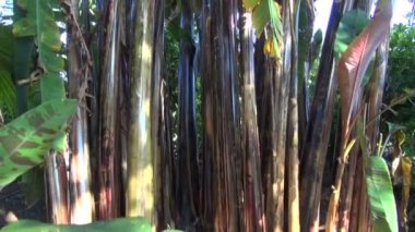 Birçok Musa acuminata sumatrana bitkiler botanik bahçesi içinde büyüyen