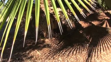 Pritchardia hillebrandii bahçede büyüyen tarafından gölge döküm