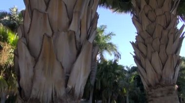Copernicia baileyana Park