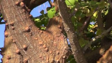 Erythrina sandwicencis ağacının gövde
