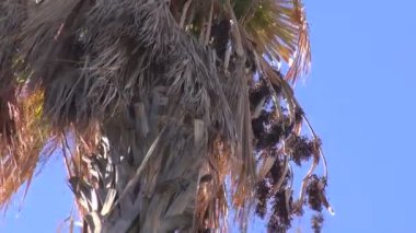 Mavi gökyüzüne karşı palmiye ağaçları