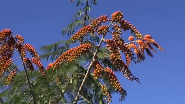 Colvillea racemosa con floración — Vídeo de stock