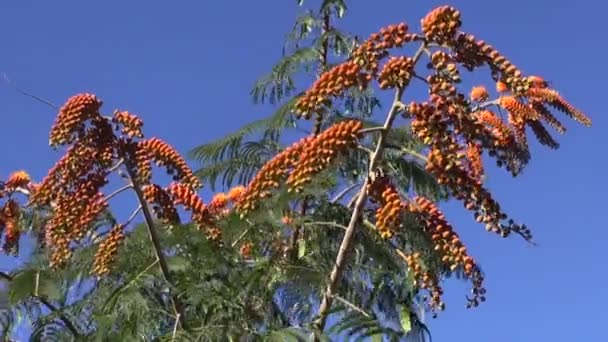 Floração Colvillea racemosa na brisa — Vídeo de Stock