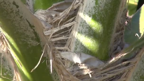 Stengels en bladeren van Pritchardia hillebrandii groeien in tuin — Stockvideo