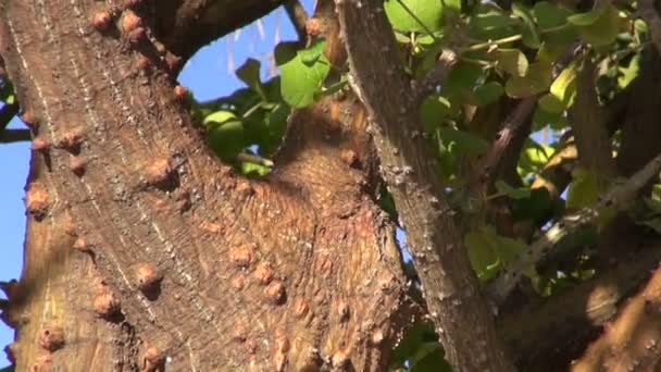 Stamm des Erythrina sandwicencis Baumes — Stockvideo