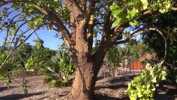 Erythrina sandwicencis Baum — Stockvideo