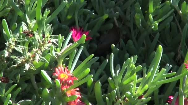 Floraison de plantes succulentes dans le parc 