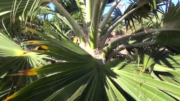 Hillebrandii Pritchardia rosnące w ogrodzie — Wideo stockowe