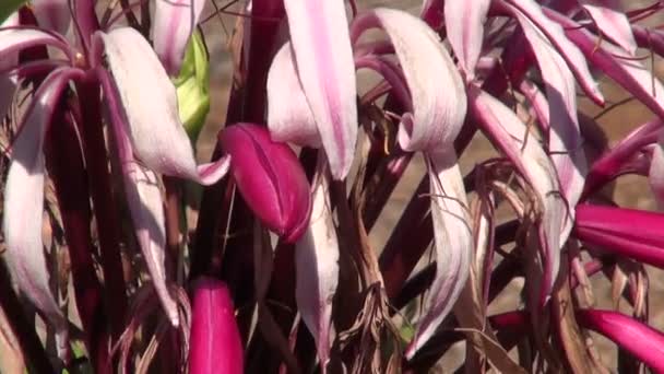 Crinum X augustum Amarilliszfélék — Stock videók