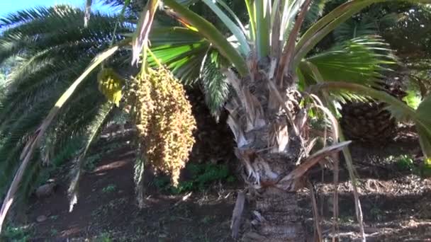 Пальма с фруктами в солнечный день — стоковое видео