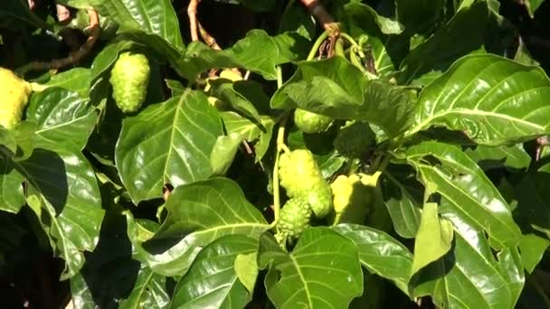 Noni ovoce Morinda citrifolia rostoucí — Stock video