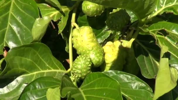 Cheese fruit Morinda citrifolia growing — Stock Video