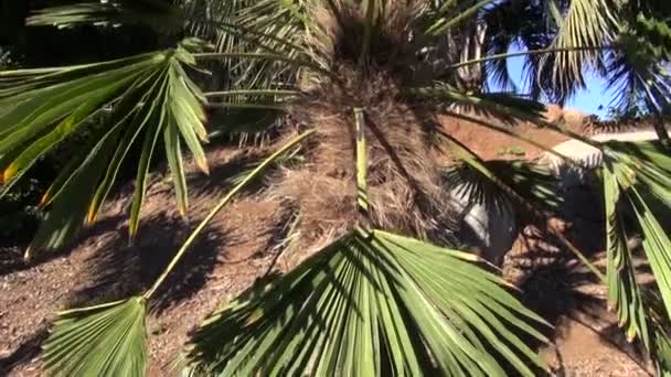 Palma de molino de viento chino — Vídeos de Stock