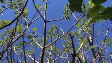 Botanik parkta büyüyen Baobab madagascariensis dallarında