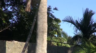 Parkta çeşitli avuç içi