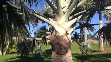 Bahçedeki gümüş palmiye
