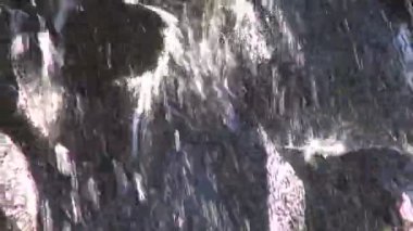 Büyük yaprakları ile şelale tarafından tropikal bitki