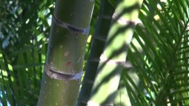 Dypsis lutescens avuç parkta büyüyen Yeşil mayo