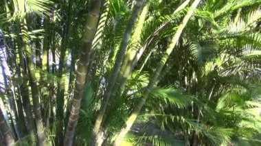 Dypsis lutescens avuç parkta büyüyen iki tufts