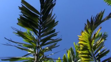 Veitchia filiferia hurma meyve ile