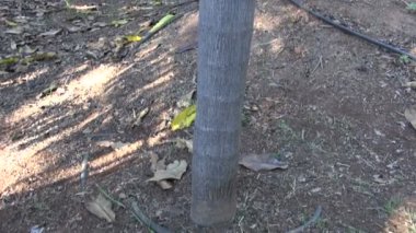 Veitchia filiferia palm