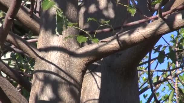 树枝和树叶生长在植物公园的猴面包树猴 — 图库视频影像