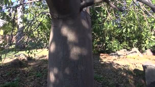 Adansonia madagascariensis creciendo en el parque botánico — Vídeos de Stock