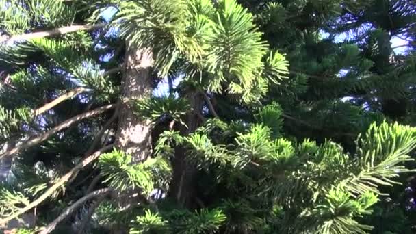 Branches of araucaria columnaris — Stock Video