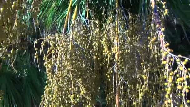 Groene palm vruchten wuiven in de wind — Stockvideo