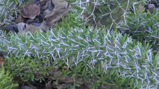 Bahçede büyüyen Didierea trollii bitki sapları — Stok video