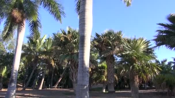Coccothrinax crinita пальмы — стоковое видео