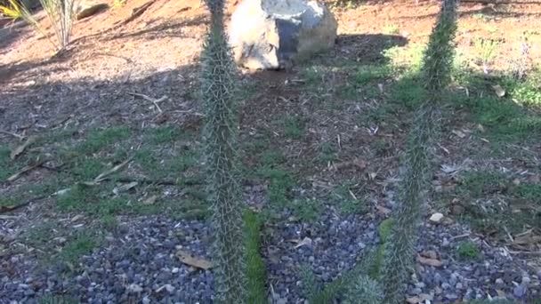 Didierea trollii planta crescendo no jardim — Vídeo de Stock