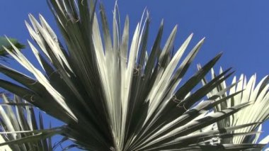 Yaprak ve kök gümüş palmiye bahçesinde