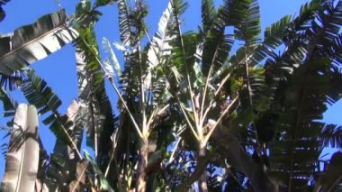 Musa acuminata sumatrana Botanik Bahçesi içinde büyüyen