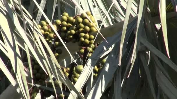 Зеленые плоды пальмы Bismarckia nobilis — стоковое видео