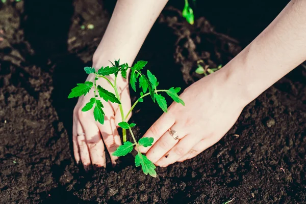 Plantando mudas no jardim — Fotografia de Stock