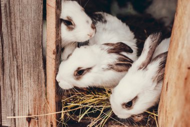 Küçük benekli tavşan