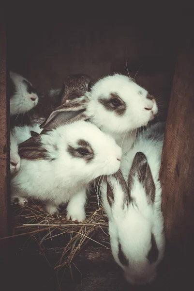 Liten prickig kanin äta i en bur. — Stockfoto