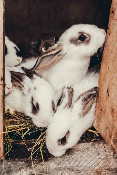 Små fläckig kaniner sitter i en bur — Stockfoto