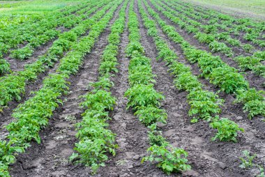 Alanında büyüyen patates